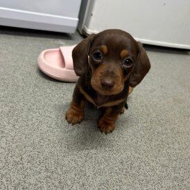 Dachshund (Standard &amp; Miniature) - Dogs