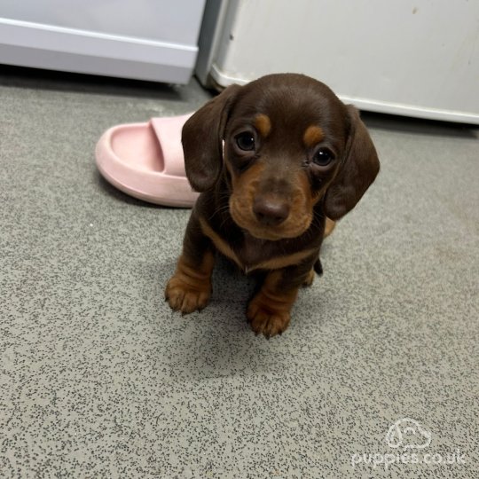 Dachshund (Standard &amp; Miniature) - Dogs