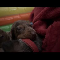 Dachshund (Standard &amp; Miniature) - Both