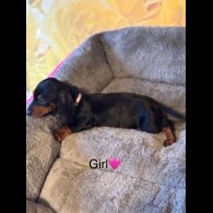 Dachshund (Standard &amp; Miniature) - Both