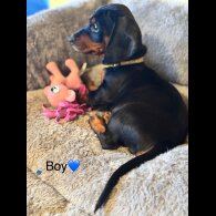 Dachshund (Standard &amp; Miniature) - Both