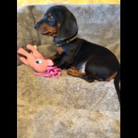 Dachshund (Standard &amp; Miniature) - Both