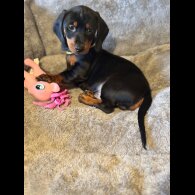 Dachshund (Standard &amp; Miniature) - Both