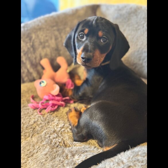 Dachshund (Standard &amp; Miniature) - Both