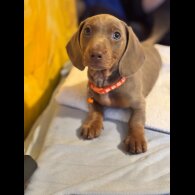 Dachshund (Standard &amp; Miniature) - Both