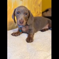 Dachshund (Standard &amp; Miniature) - Both