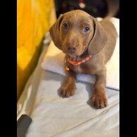 Dachshund (Standard &amp; Miniature) - Both