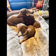 Dachshund (Standard &amp; Miniature) - Both