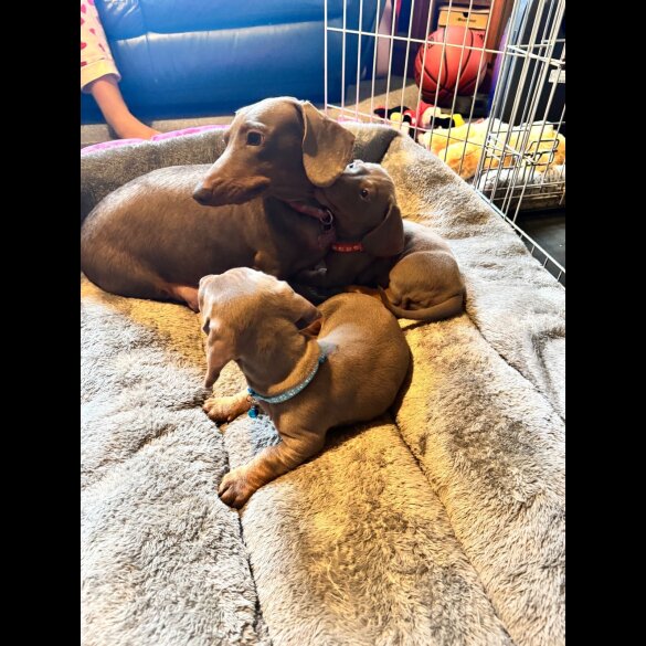 Dachshund (Standard &amp; Miniature) - Both