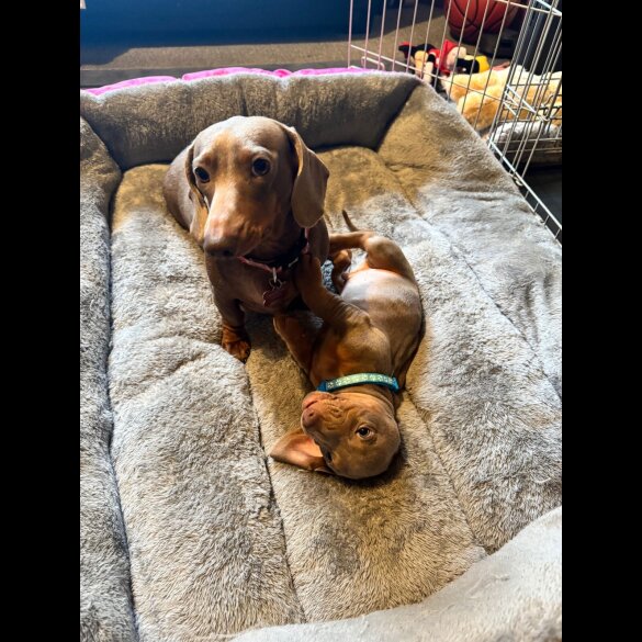 Dachshund (Standard &amp; Miniature) - Both