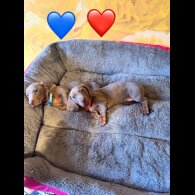 Dachshund (Standard &amp; Miniature) - Both