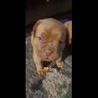 Dogue De Bordeaux - Both