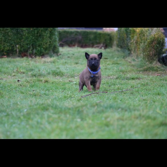 German Shepherd (Alsatian) - Both