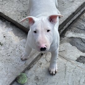 Bull Terrier - Bitches