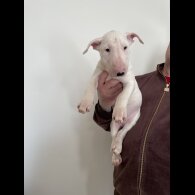 Bull Terrier - Bitches