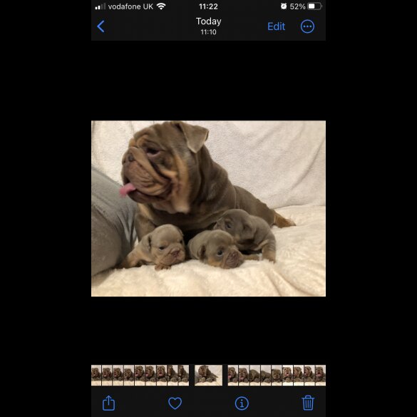 English Bulldog - Both