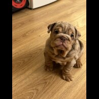 English Bulldog - Both