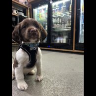 English Springer Spaniel - Dogs