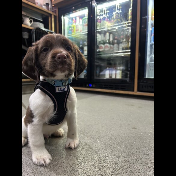 English Springer Spaniel - Dogs