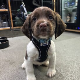 English Springer Spaniel - Dogs