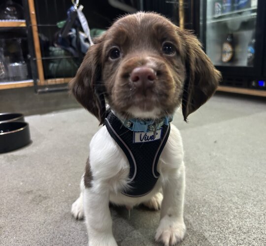 English Springer Spaniel