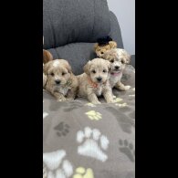 Maltipoo - Both