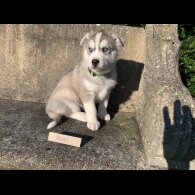 Siberian Husky - Both