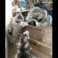 Siberian Husky - Both