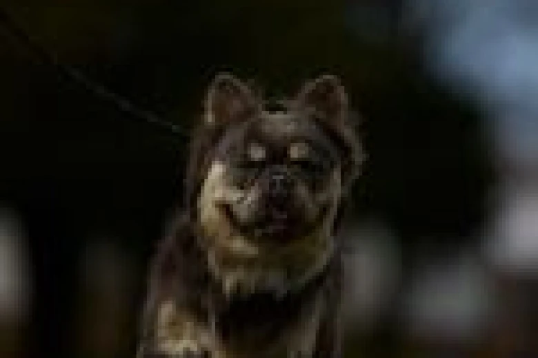 French Bulldog