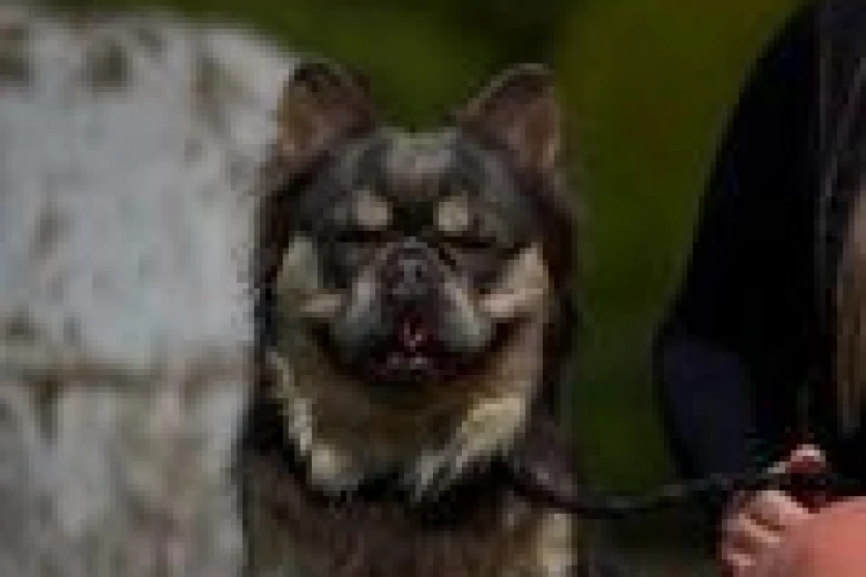 French Bulldog