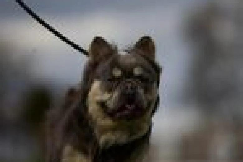French Bulldog