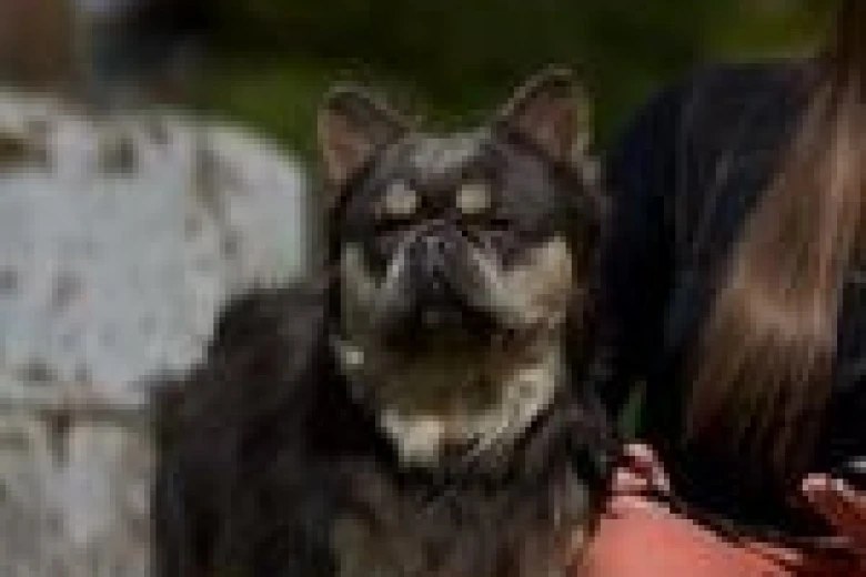 French Bulldog