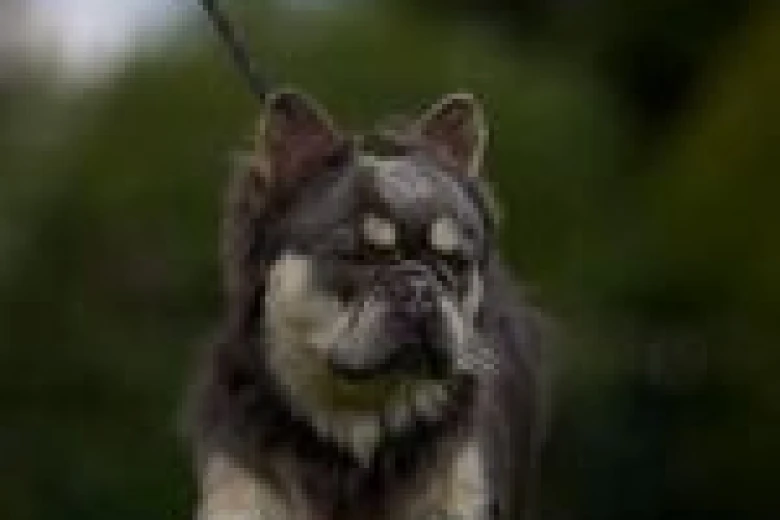 French Bulldog