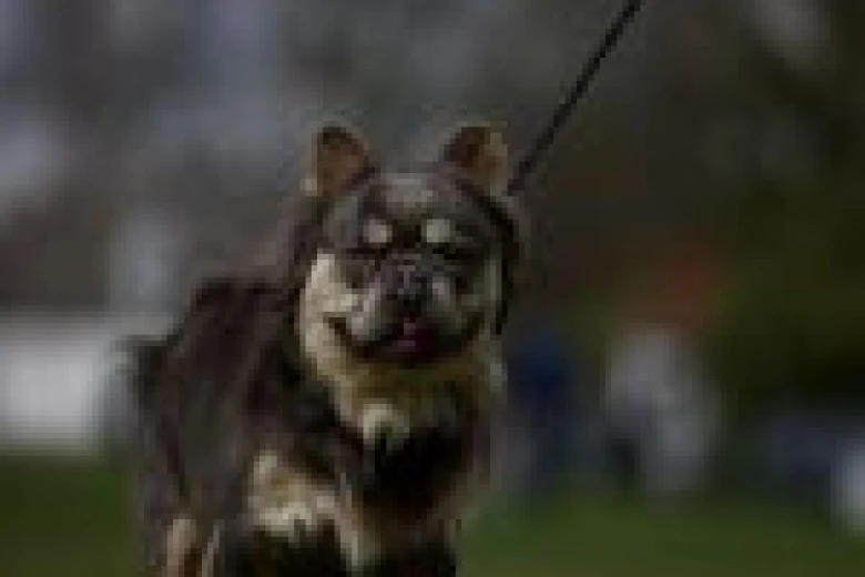 French Bulldog