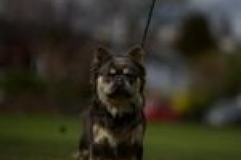 French Bulldog