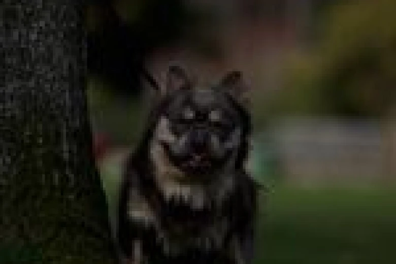 French Bulldog