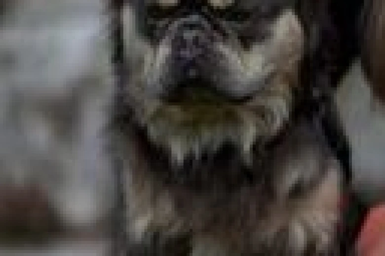 French Bulldog