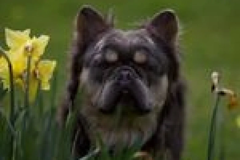 French Bulldog