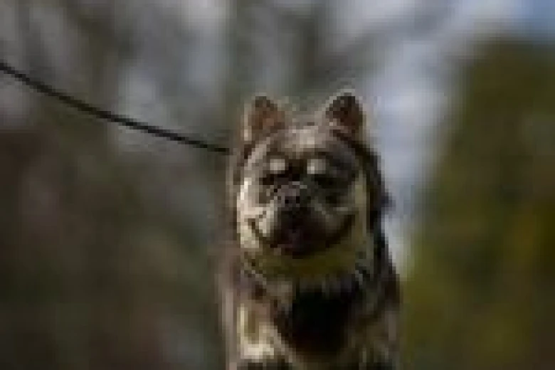 French Bulldog