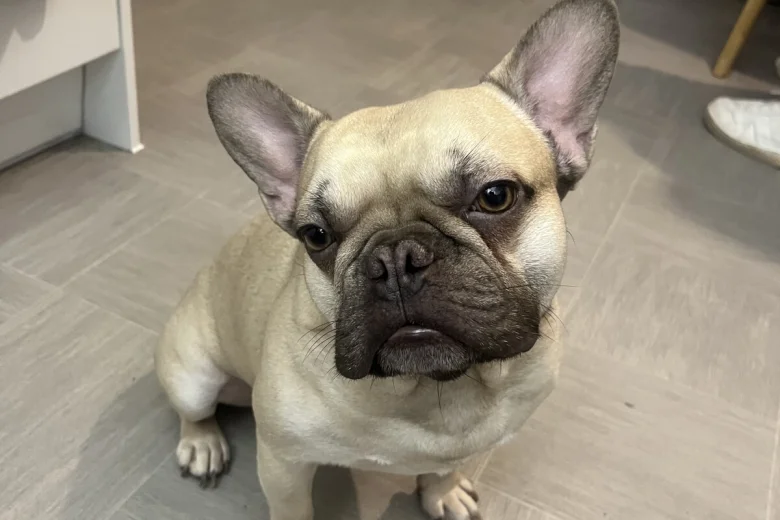 French Bulldog