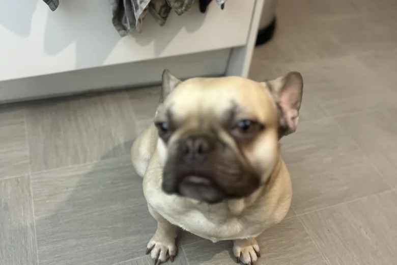 French Bulldog