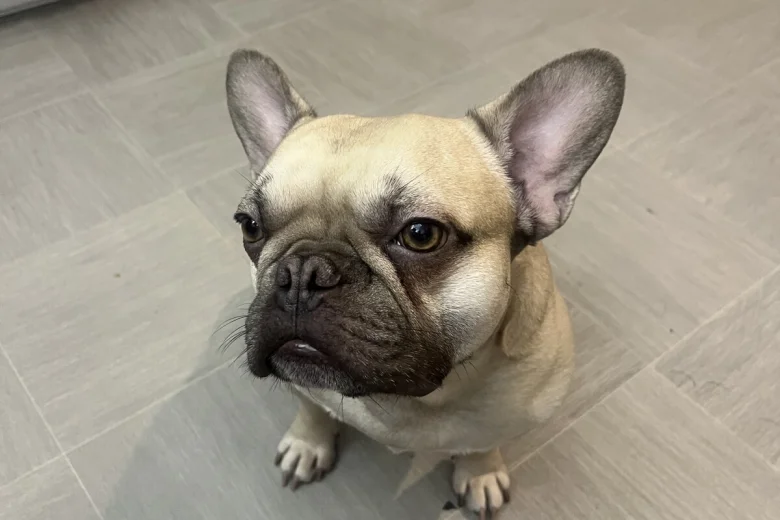 French Bulldog