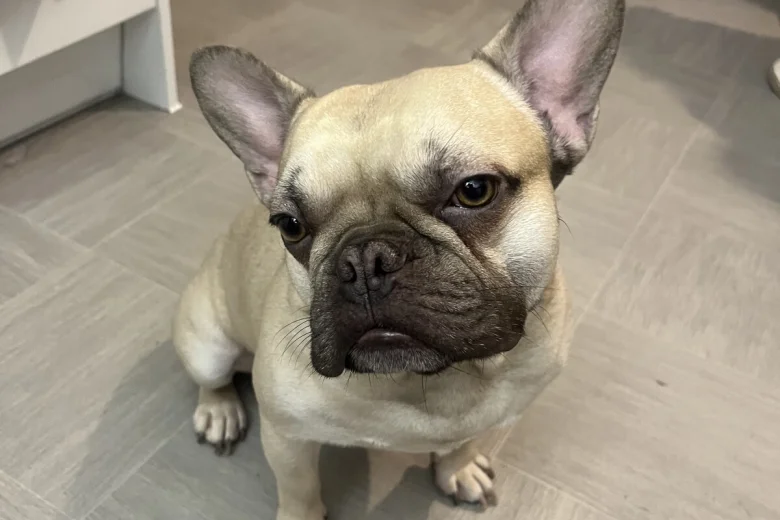 French Bulldog