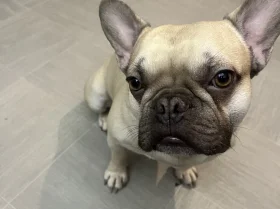 French Bulldog