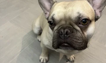 French Bulldog