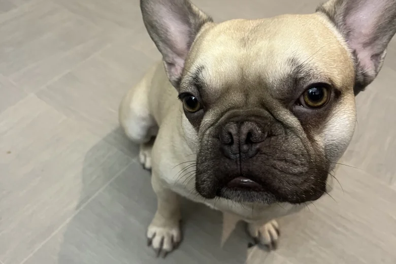 French Bulldog