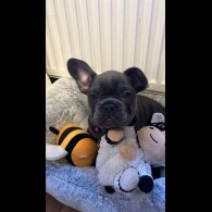 French Bulldog - Both