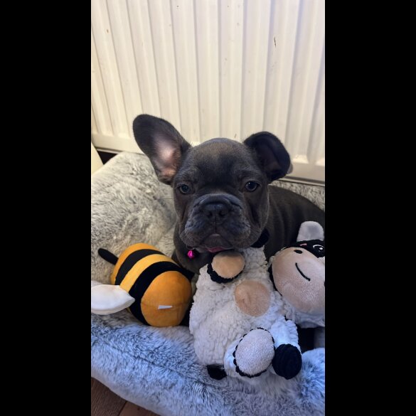 French Bulldog - Both