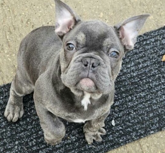 French Bulldog