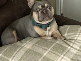 French Bulldog